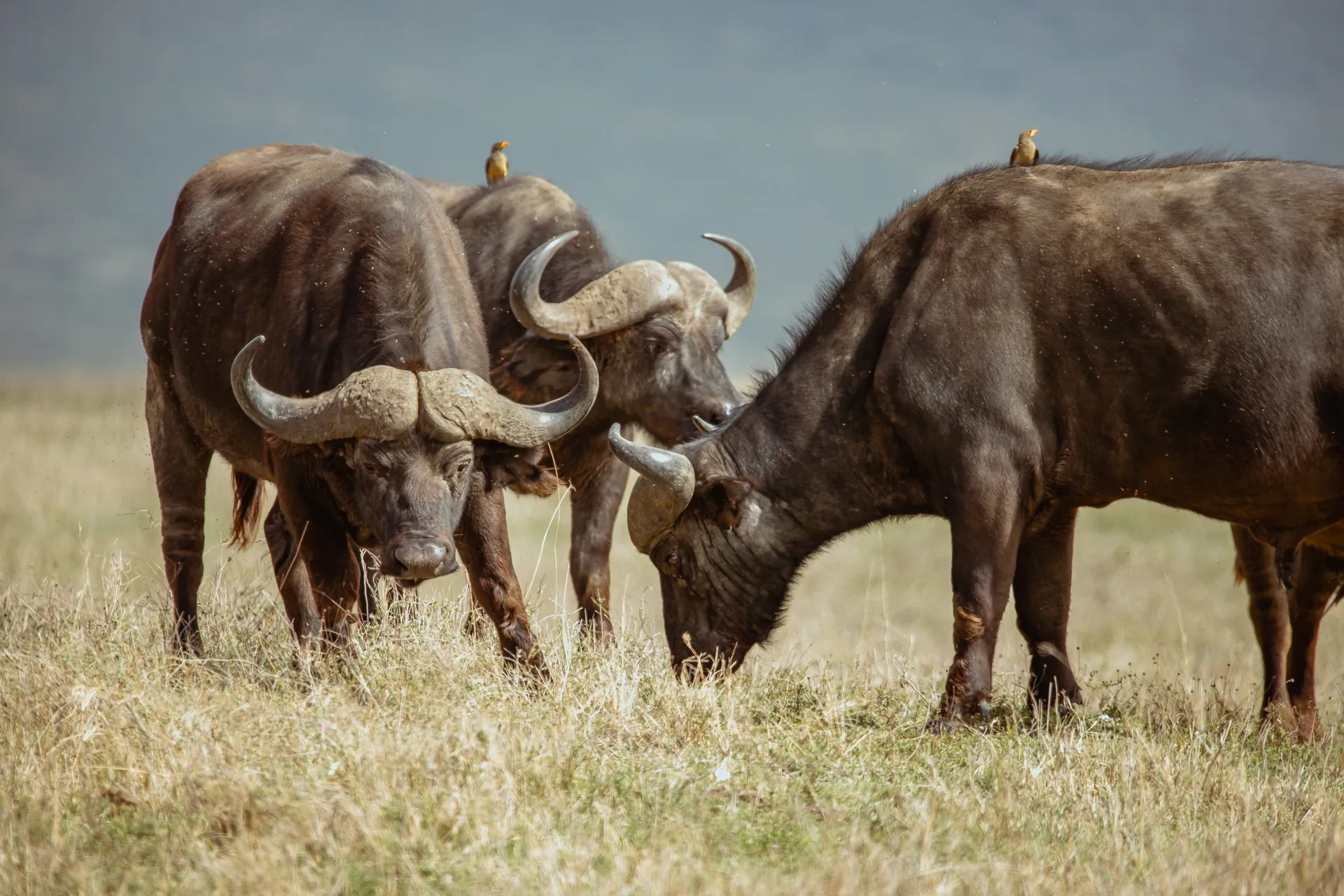 Buffalo on an East African safari plain